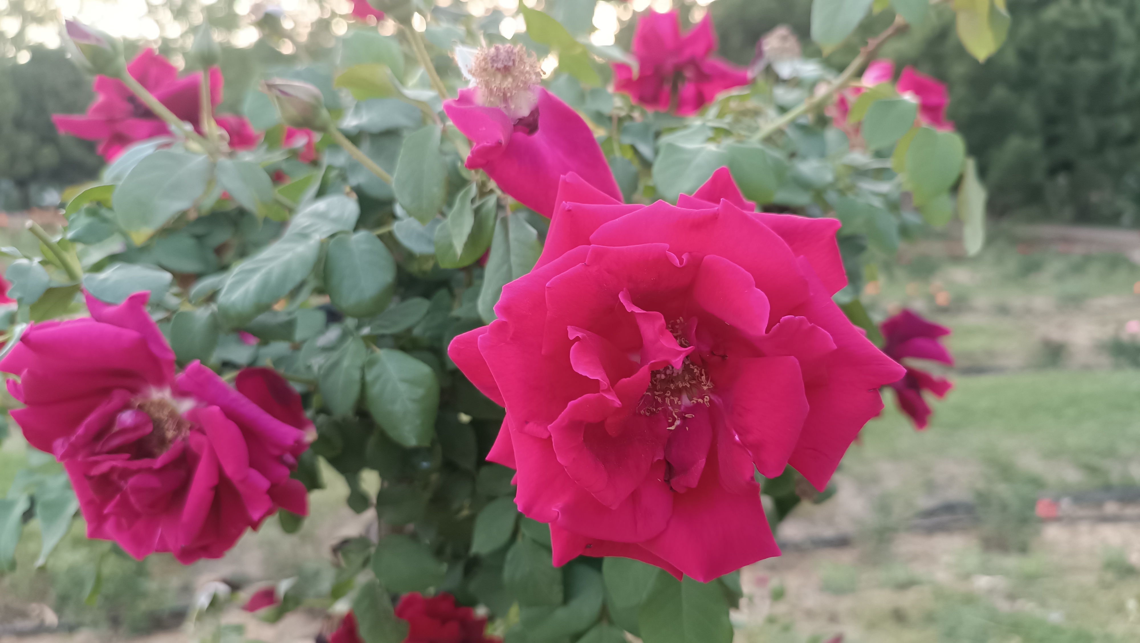 کاربر آروند